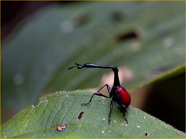 giraffe beetle