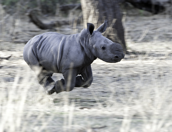 Baby Rhino Running