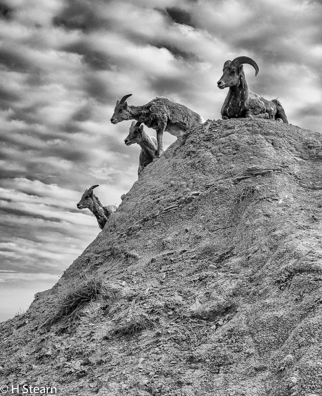  “On High Alert” Bighorn Sheep, South Dakota