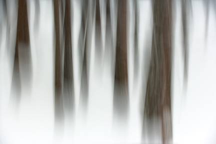 Winter Forest, Yosemite National Park, California 2007