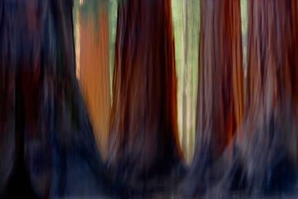 Giant Sequoias, Mariposa Grove, Yosemite National Park, California 2007