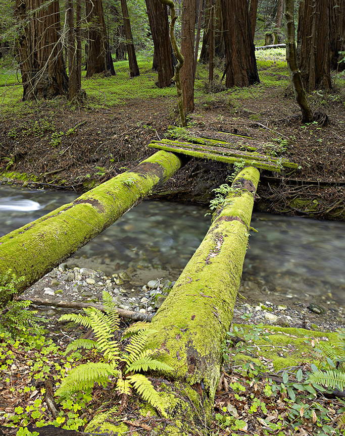 Log Bridge - Luminous Landscape