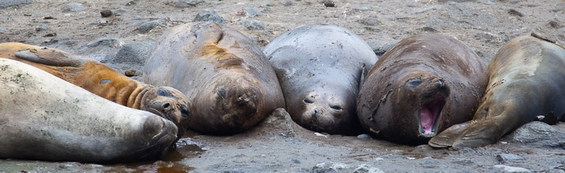 Elephant Seal Exfoliation