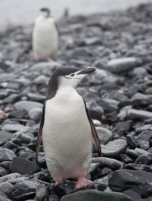 Chinstrap Penguin