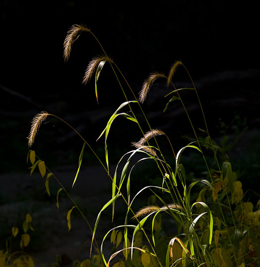 Contre-jour