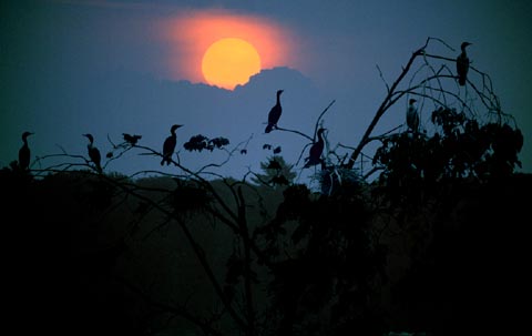 Birds & Sunset