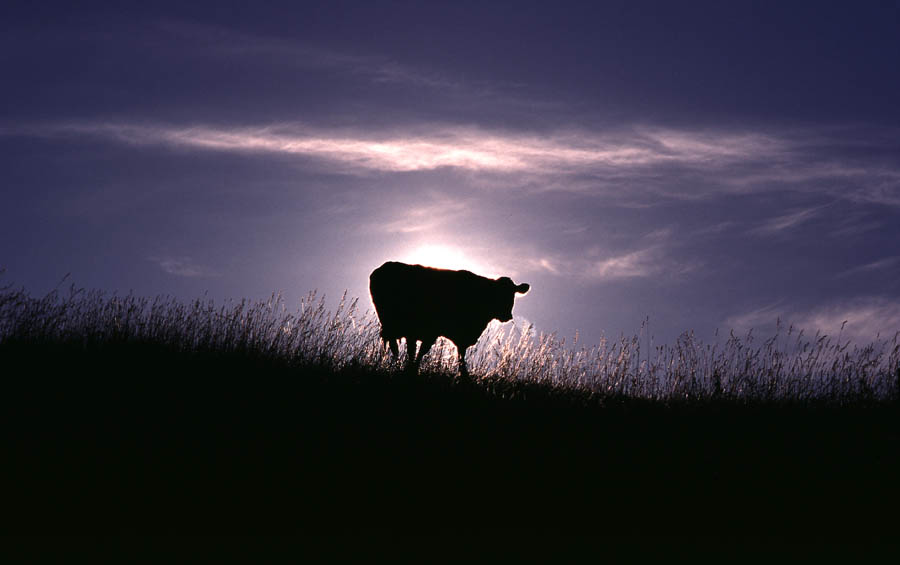 Cow at Sunrise