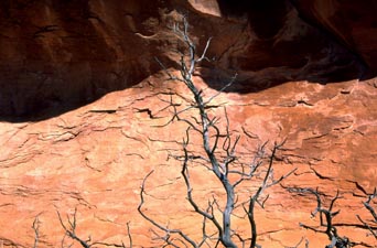 Dead Branches on Sandstone