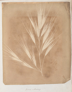 Fox Talbot