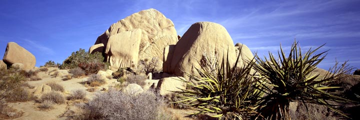 Rocks and Cactus - Jushua Tree 