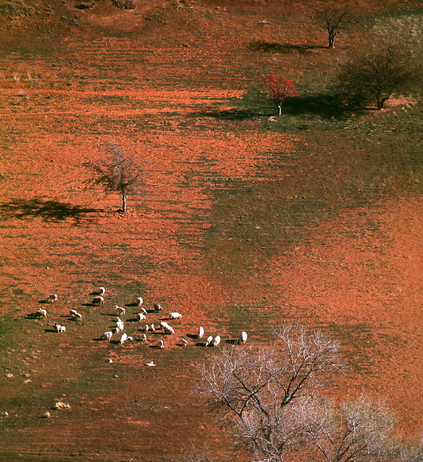 Sheep from Above