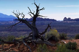 Bare Tree in Arches