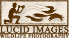 Lucid Images Home Page