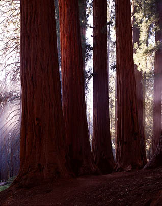 Sequoia NP, CA. August 1999