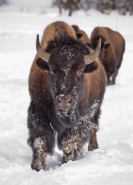 Bison