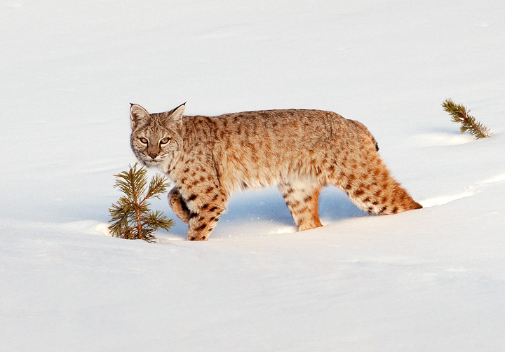 Bobcat