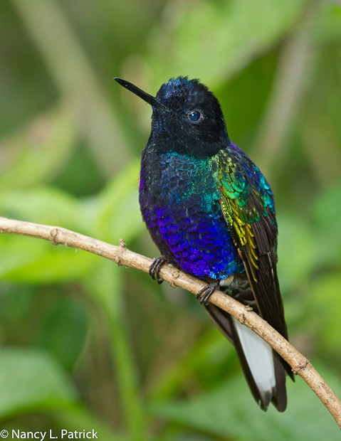 Velvet Coronet