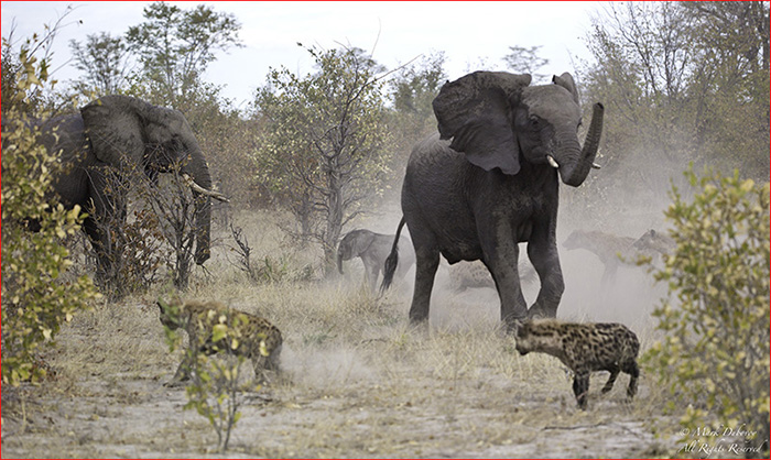 Defending Baby Elephant1