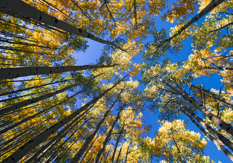 Aspen Canopy