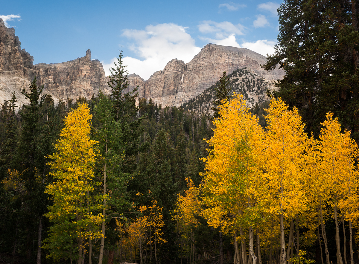 Wheeler Peak and Aspen Grove