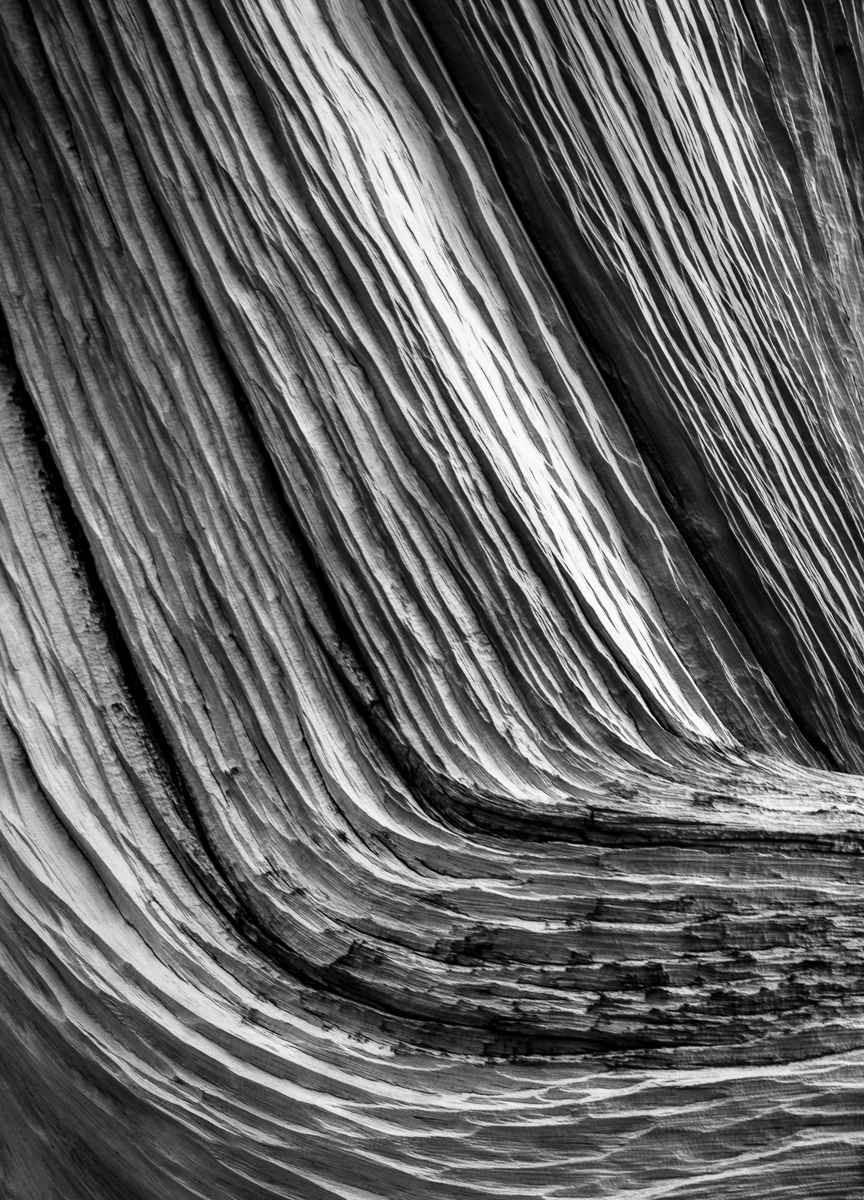 Bristlecone Detail