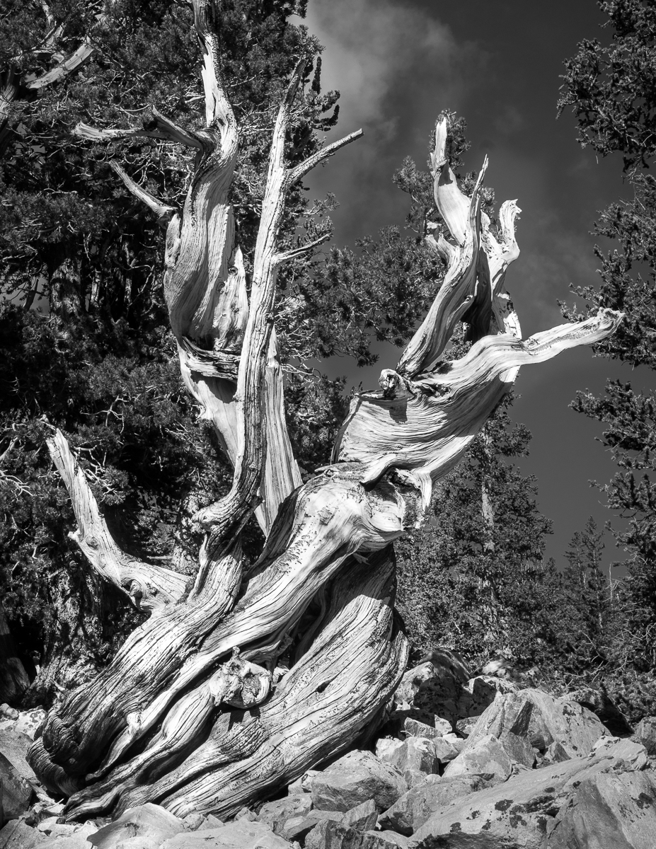 Bristlecone BW