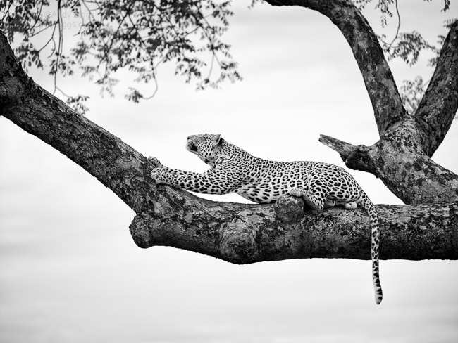 leopard in tree