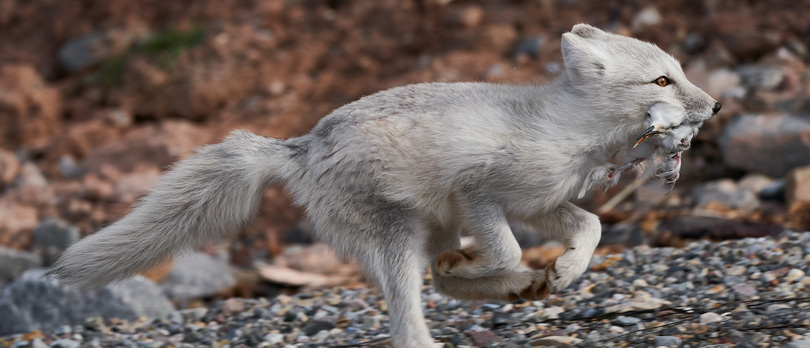Arctic foxes in Svalbard. Shot with the Sony a9 and 100-400mm G-Master