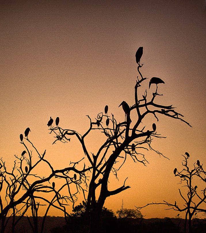 Silhouette of white fronted bee eaters at sunrise 