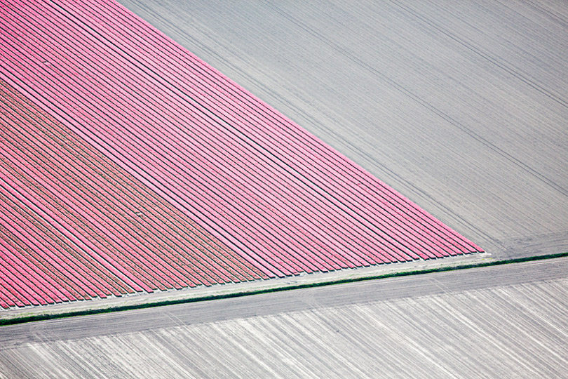Pink Tulip Strips, Luttelgeest, Netherlands © Alex MacLean 2015