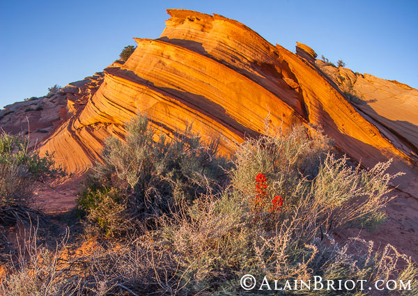 Indian Paintbrush and Sandstone Formations