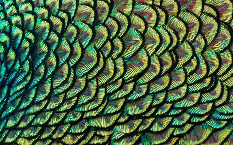 male Indian peafowl feathers Ranthambore National Park, India