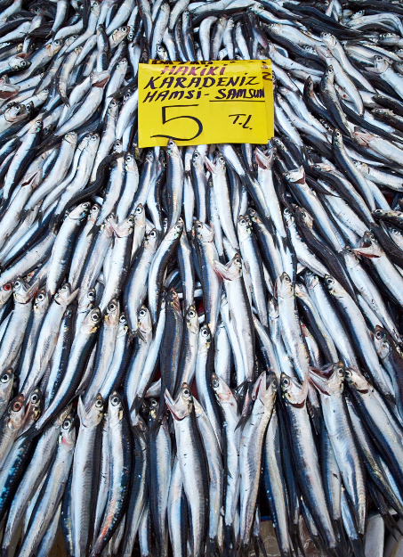 Anchovies from the Black Sea