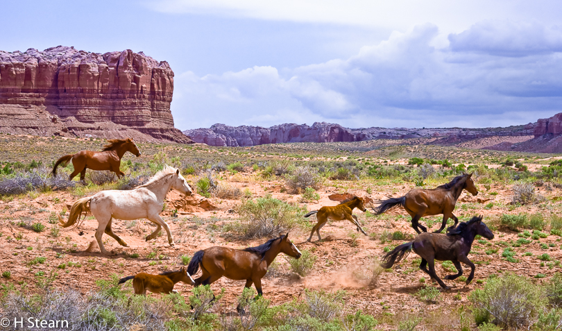 “Running Wild”, Bluff, UT