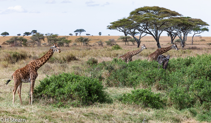 “Three Giraffes – Serengeti, Tanzania”