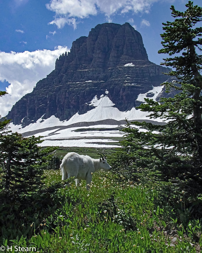 “Mountain Goat, Glacier NP 1999”, 3 MP capture