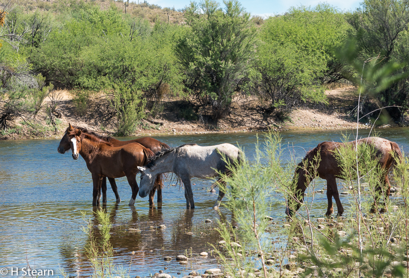  Wild Horses of Salt River, Stallion & 3 Mares