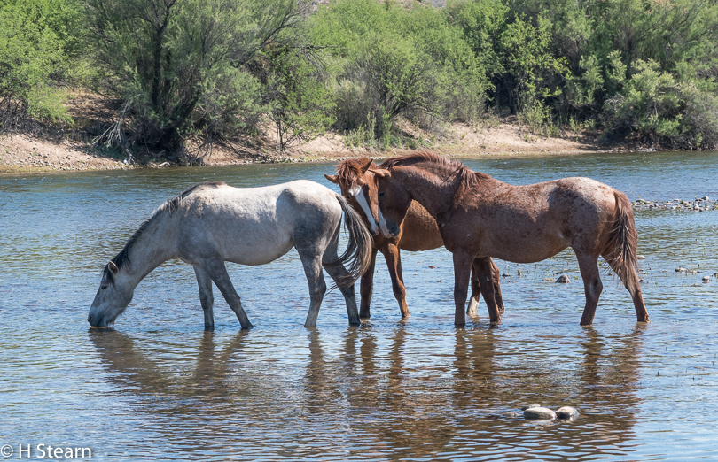 Wild Horses of Salt River, 3 Mares
