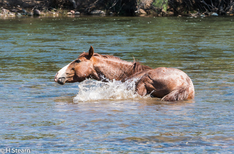 Wild Horses of Salt River, Bath Time