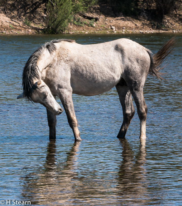  Wild Horses of Salt River, Grey Mare