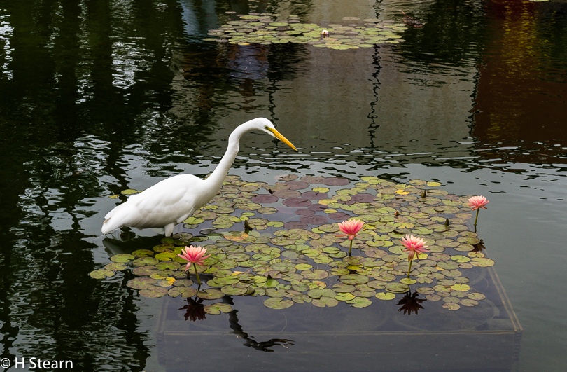 Egret at Koi Pond, Balboa Park, San Diego CA