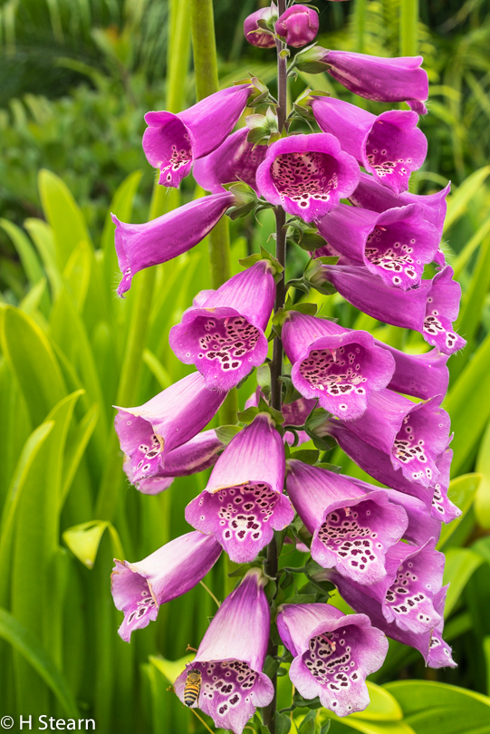 Foxgloves (A7r with Sony Zeiss 55mm f 1.8 lens)