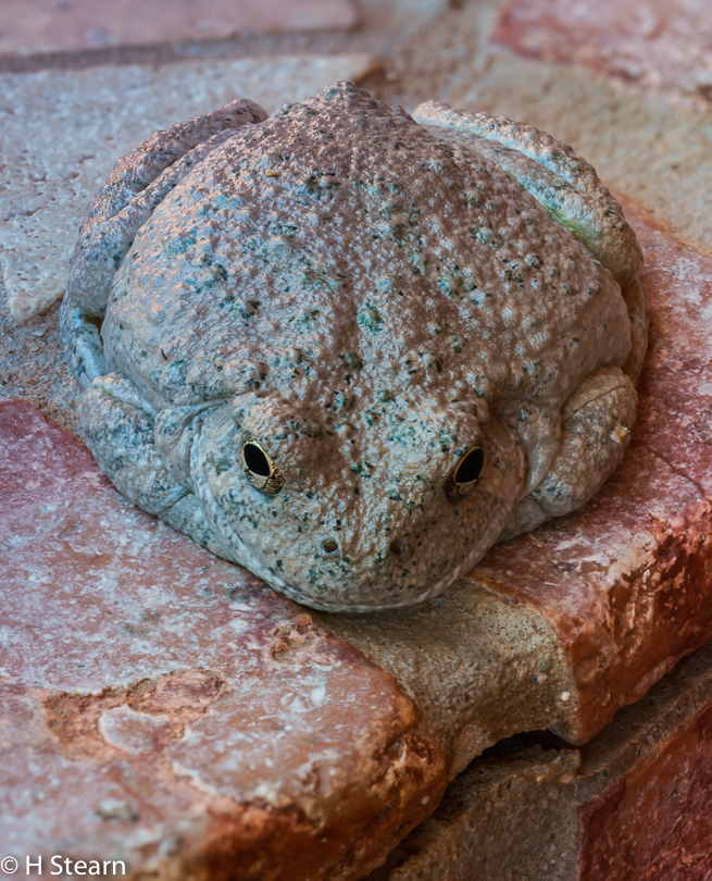 Arizona Toad (Sony A7r with Sigma 150mm f 2.8 macro lens)