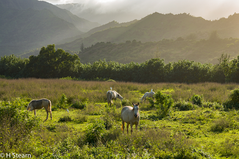  “Horses and Cattle Egrets”, Kauai, HI