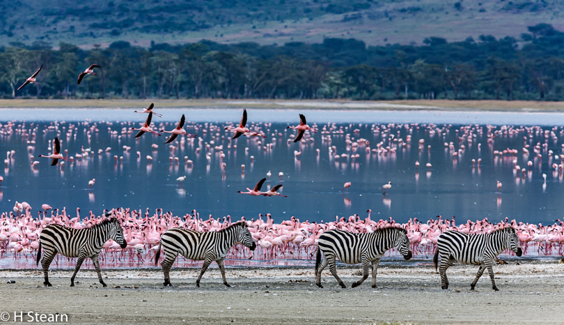  “Zebra Parade”, Ngorongoro Crater, Tanzania