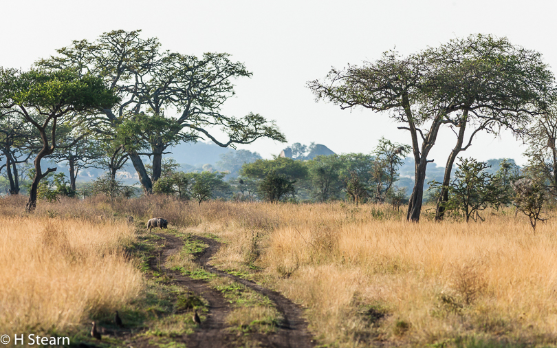 “Meandering Safari Tracks”, Tarangire National Park, Tanzania