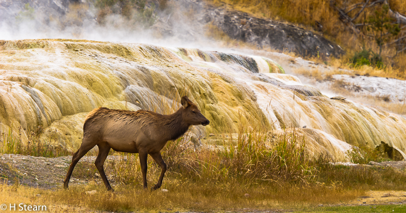 “Mammoth Hot Springs, Yellowstone National Park”