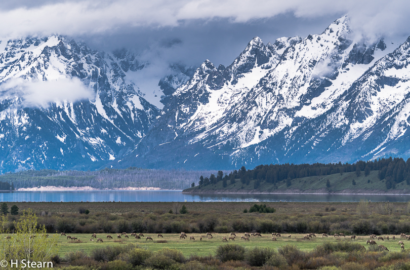 “Elk Herd, Jackson Lake, Grand Teton National Park”