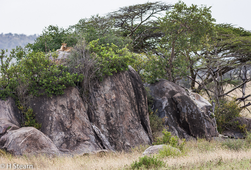 “Kopje with Young Lion – Serengeti, Tanzania”