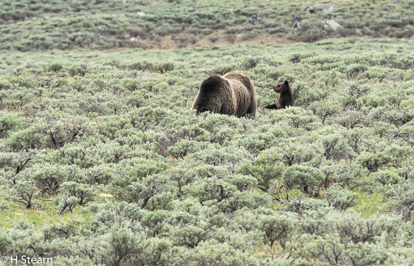 “Cub Asking for Mama Grizzly’s Attention”, Yellowstone NP